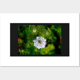 Blue Nigella Flower Posters and Art